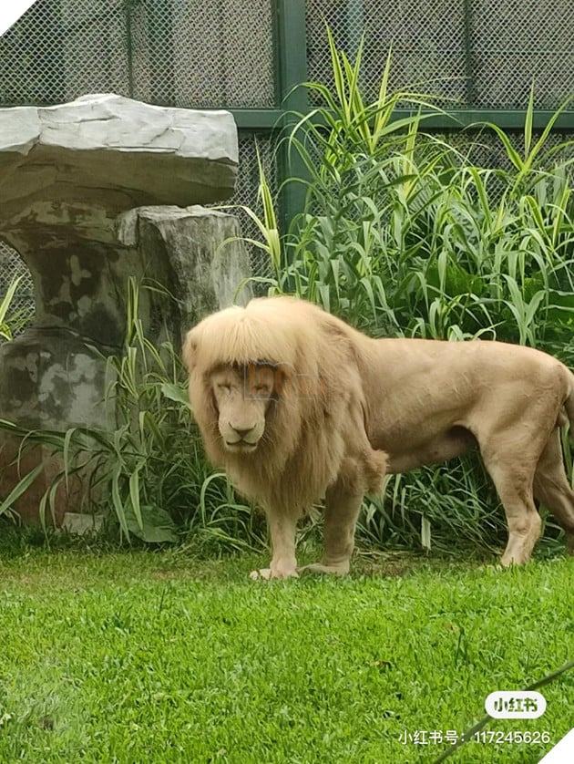 Hình ảnh sư tử vừa cười vừa chặt đầu lan truyền trên mạng buộc vườn thú Quảng Châu phải đính chính 2