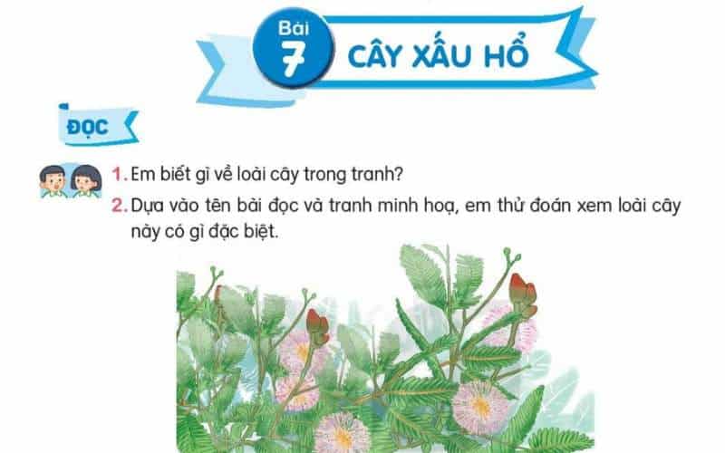 Dạy bé học bài Cây xấu hổ lớp 2 SGK tiếng Việt tập 1 - Kết nối tri thức