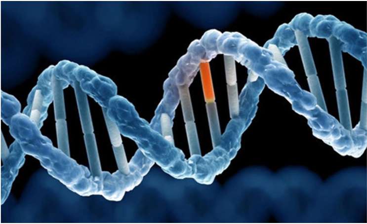 Phân biệt đột biến gen và đột biến nhiễm sắc thể