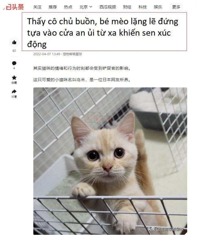 Bài viết về chú mèo Umi gây sốt MXH.  (Ảnh: Chụp màn hình trang Toutiao)