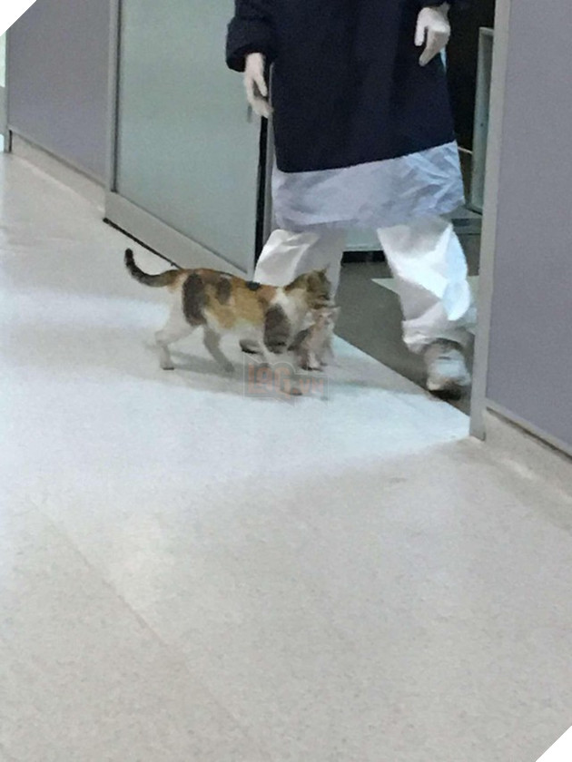 
Mèo mẹ đã đưa mèo con đến bệnh viện để được giúp đỡ.  (Hình: 163)