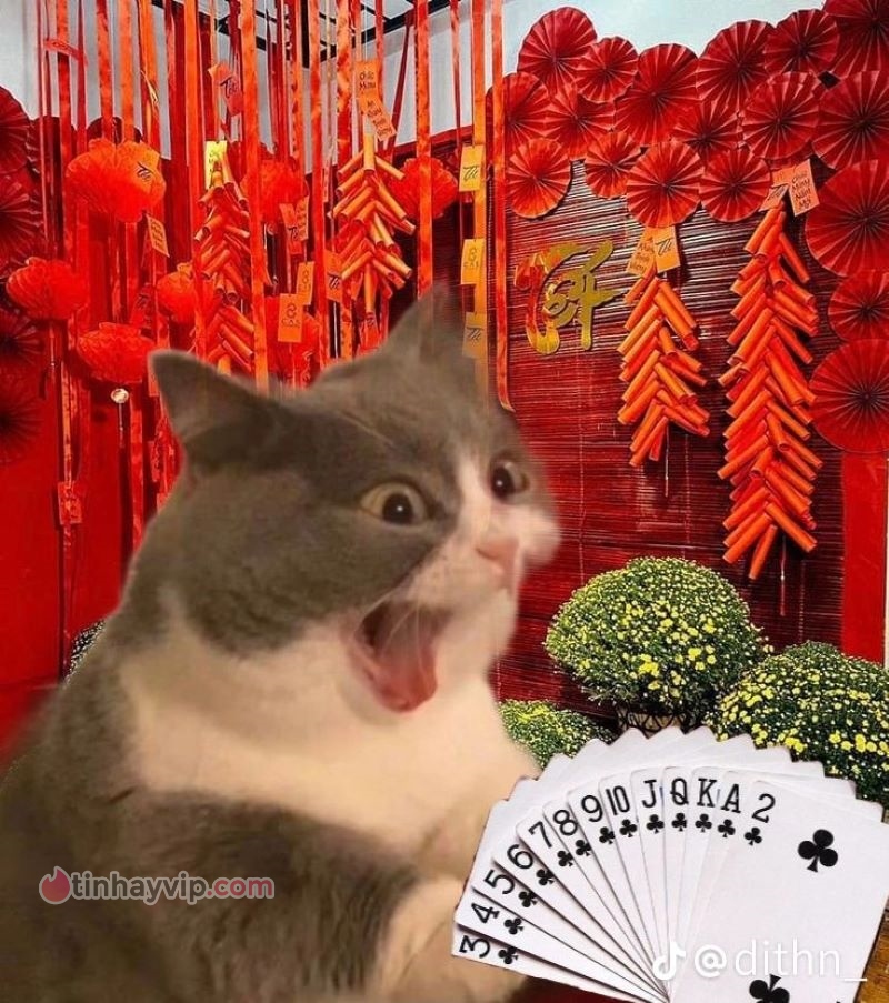 Ý nghĩa hình ảnh meme mèo Tết