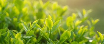 Danh sách 8 chất có trong trà xanh tốt cho sức khỏe con người