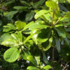 Cây bàng là loại cây quen thuộc ở Việt Nam