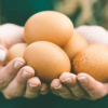 Điều gì sẽ xảy ra nếu bạn ăn trứng mỗi ngày?